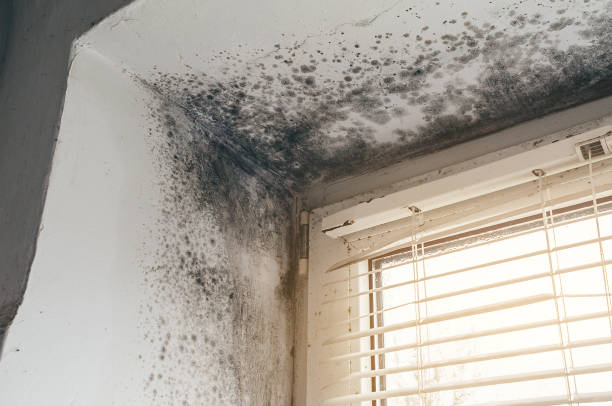 Affordable Mold Remediation solutions in Carrboro, NC